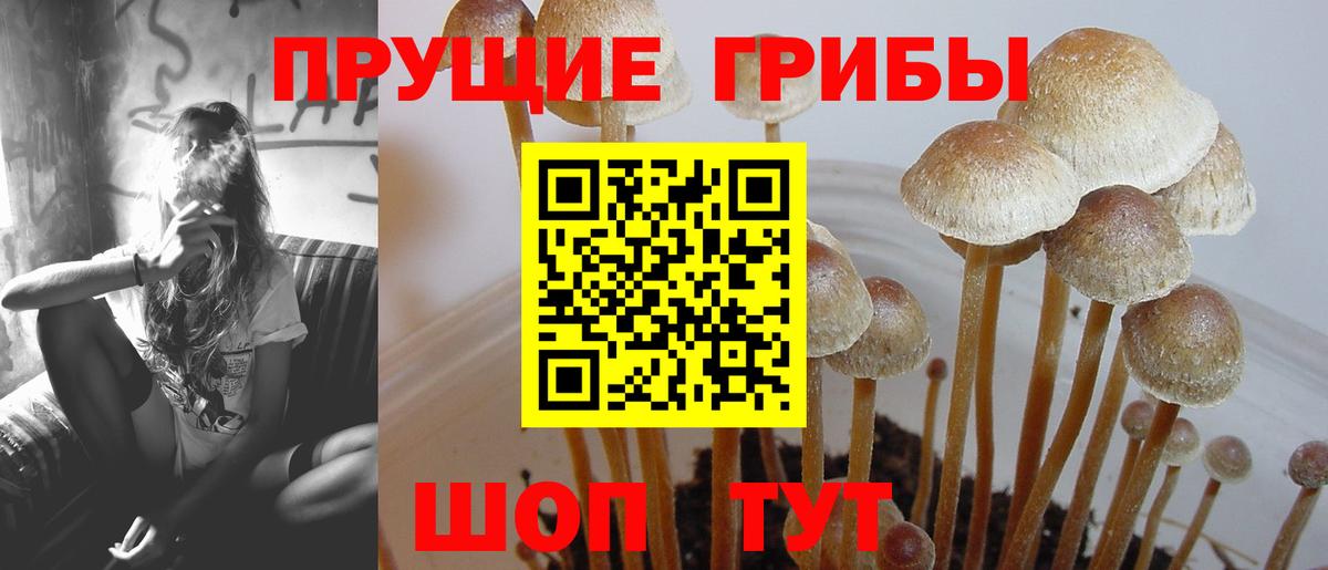 Псилоцибиновые грибы Psilocybine cubensis Муравленко